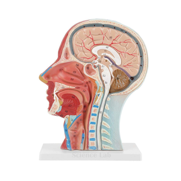 Human Head Section Model